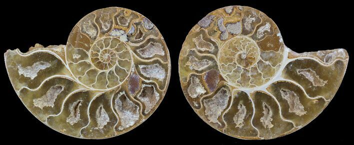 Cut & Polished, Agatized Ammonite Fossil - Jurassic #53783